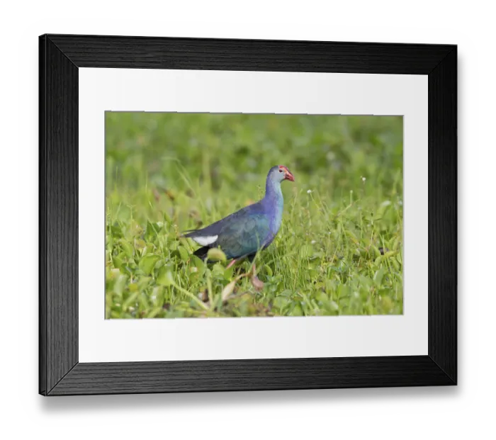 Framed Print : Grey-headed Swamphen (Porphyrio poliocephalus) foraging
