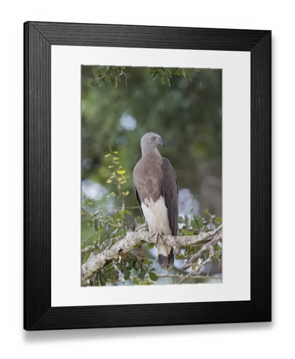 Framed Print : Grey-headed Fish Eagle (Haliaeetus ichthyaetus)