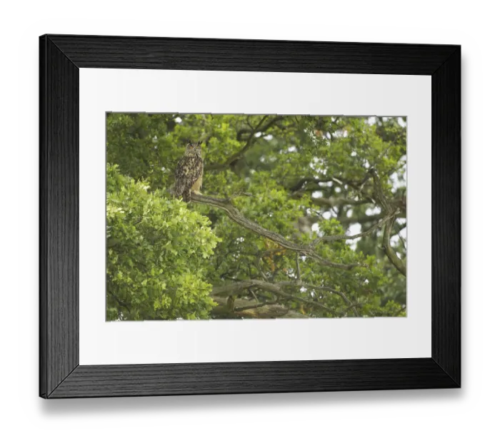 Framed Print : Eurasian Eagle-Owl (Bubo bubo)