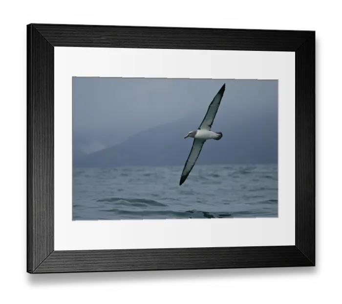 Framed Print : Salvin's Albatross (Thalassarche salvini) flying