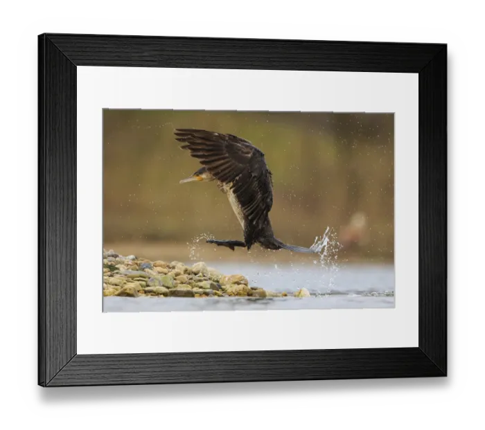 Framed Print : Great Cormorant (Phalacrocorax carbo) landing