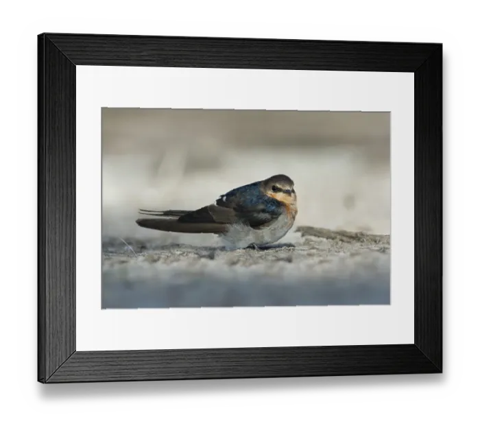 Framed Print : Welcome Swallow (Hirundo neoxena) Framed Print : Welcome Swallow (Hirundo neoxena)