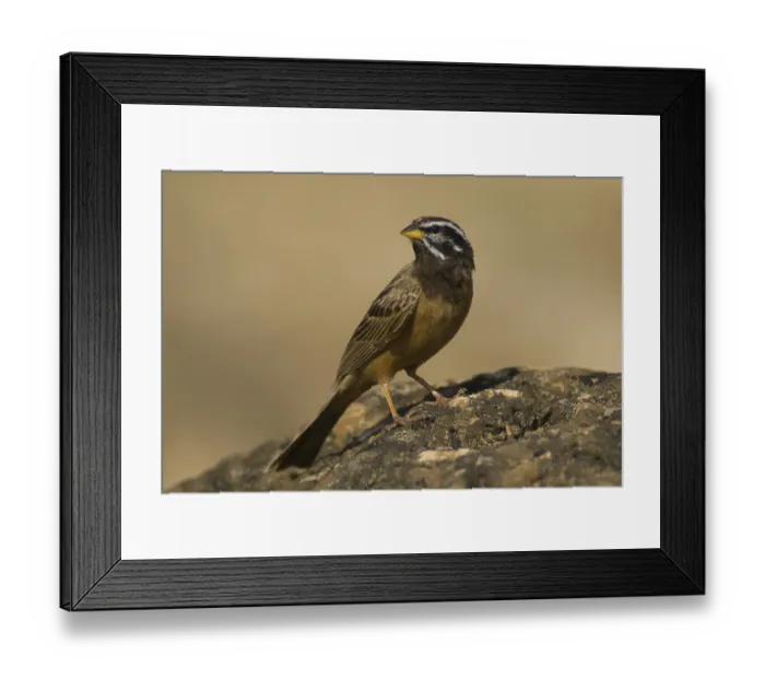 Framed Print : Cinnamon-breasted Bunting (Emberiza tahapisi)