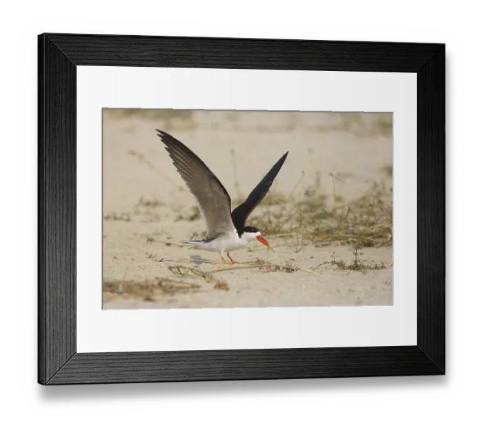 Framed Print : African Skimmer (Rynchops flavirostris) Framed Print : African Skimmer (Rynchops flavirostris)
