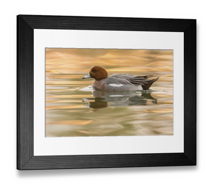 Framed Print : Eurasian Wigeon (Mareca penelope) male