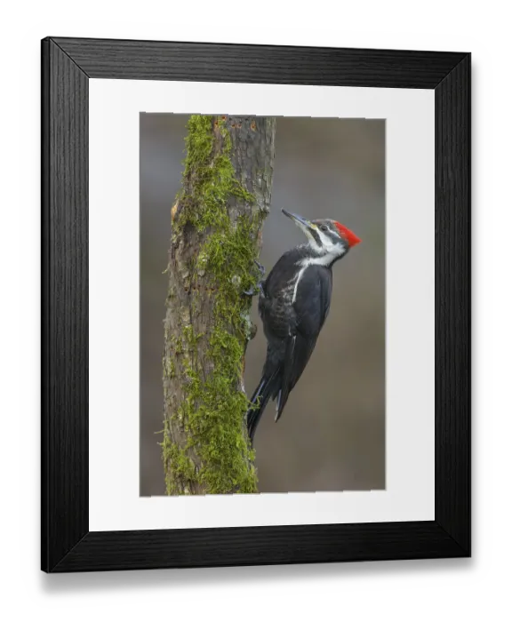 Framed Print : Pileated Woodpecker (Dryocopus pileatus)