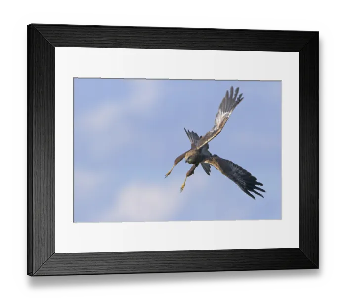 Framed Print : Rohrweihe, lat. Circus aeruginosus