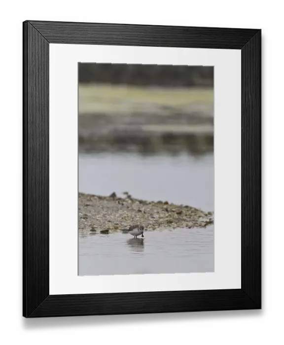 Framed Print : Spoon-billed Sandpiper (Calidris pygmea)