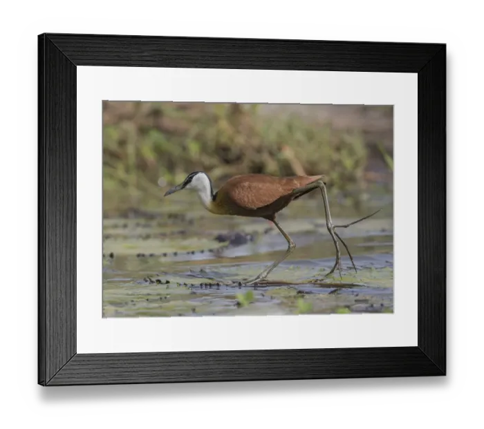 Framed Print : African Jacana (Actophilornis africanus) foraging