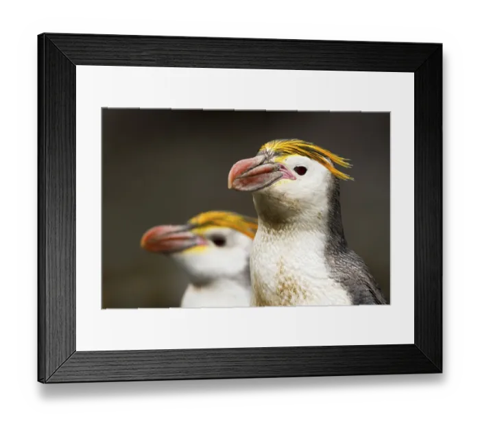 Framed Print : Royal Penguin (Eudyptes schlegeli)
