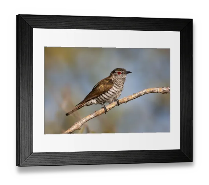 Framed Print : Little Bronze Cuckoo (Chrysococcyx minutillus) male