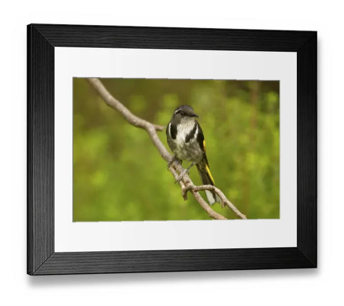 Framed Print : Crescent Honeyeater (Phylidonyris pyrrhopterus)