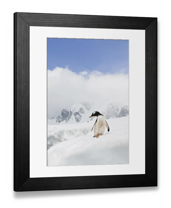 Framed Print : Gentoo Penguin (Pygoscelis papua), Antarctica