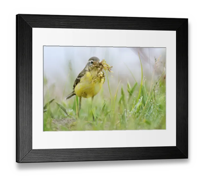 Framed Print : Western Yellow Wagtail (Motacilla flava) carrying nesting material