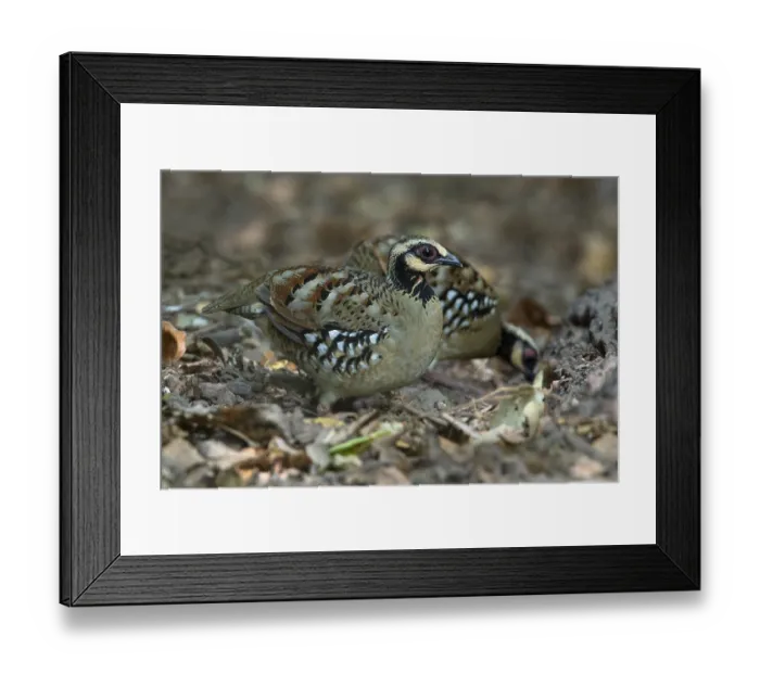 Framed Print : Bar-backed Partridge (Arborophila brunneopectus)