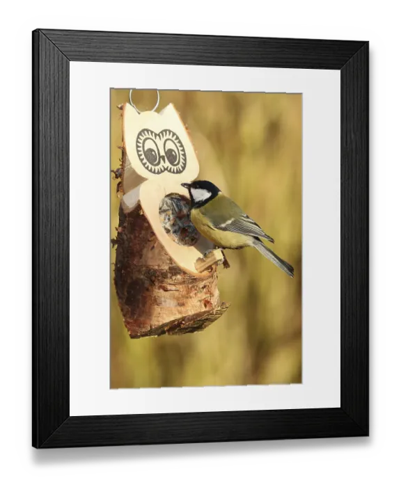 Framed Print : Great Tit (Parus major), Lower Saxony