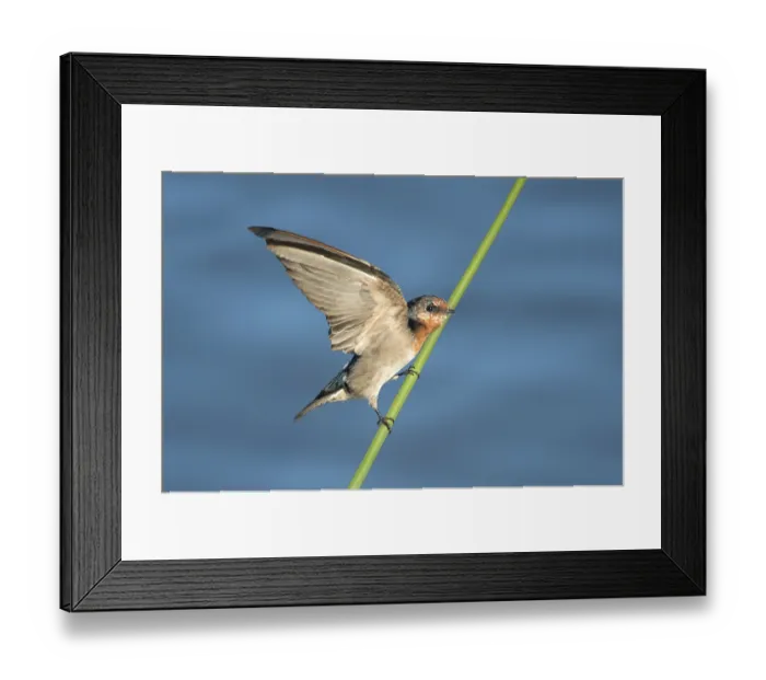 Framed Print : Welcome Swallow (Hirundo neoxena) Framed Print : Welcome Swallow (Hirundo neoxena)