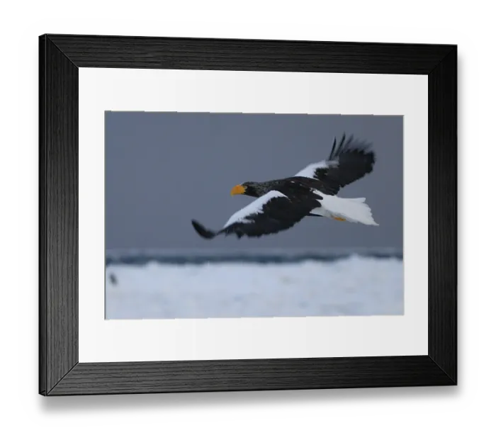Framed Print : Steller's Sea Eagle (Haliaeetus pelagicus) flying