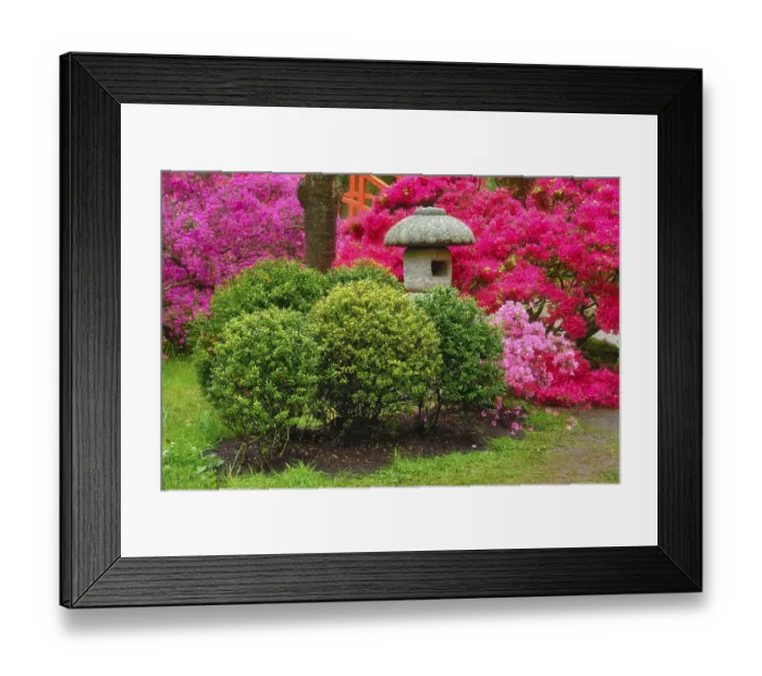 Framed Print : Stone lantern in Japanese garden with blooming flowers Framed Print : Stone lantern in Japanese garden with blooming flowers