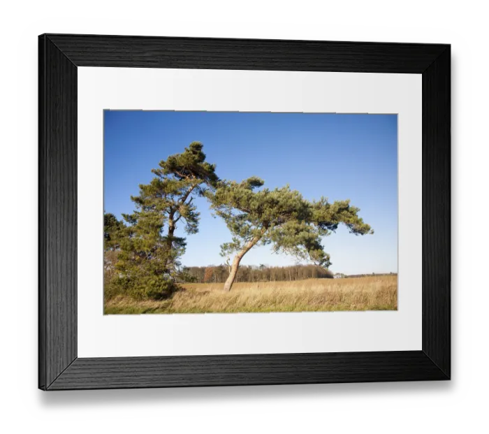 Framed Print : Scots pine tree bent by wind against blue sky