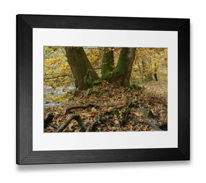 Framed Print : Beech in autumn, Wutach gorge, Black Forest Framed Print : Beech in autumn, Wutach gorge, Black Forest