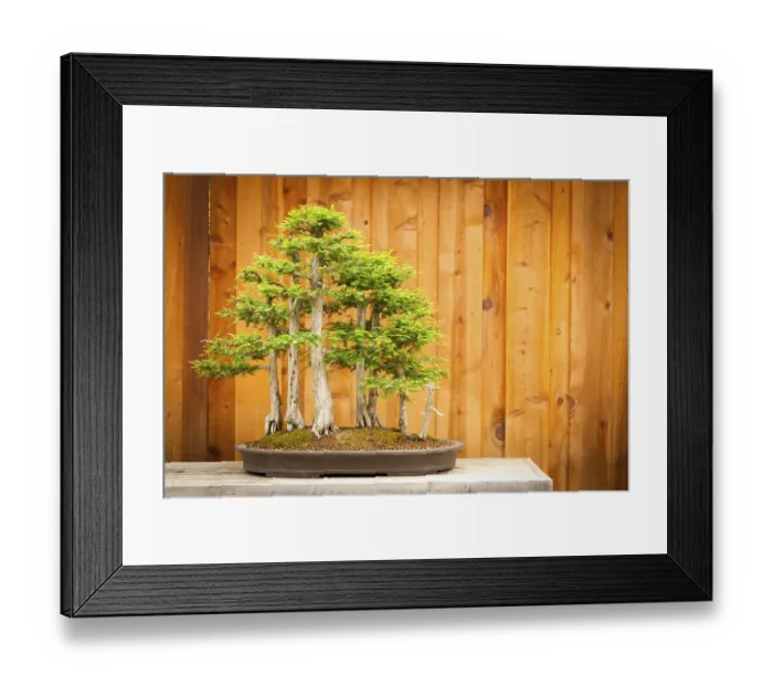 Framed Print : Beautiful bald cypress bonsai tree forest against A wood fence