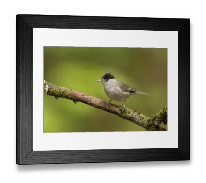 Framed Print : Eurasian Blackcap (Sylvia atricapilla) male