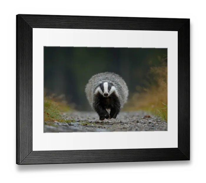 Framed Print : Flying mammal. Badger in forest Framed Print : Flying mammal. Badger in forest