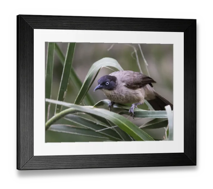 Framed Print : Blackcap Babbler (Turdoides reinwardtii)