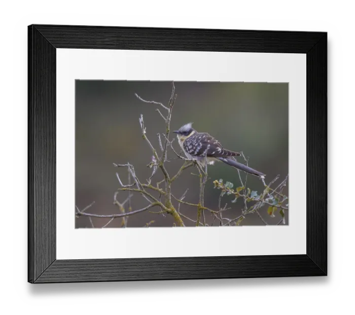 Framed Print : Great Spotted Cuckoo (Clamator glandarius) Framed Print : Great Spotted Cuckoo (Clamator glandarius)