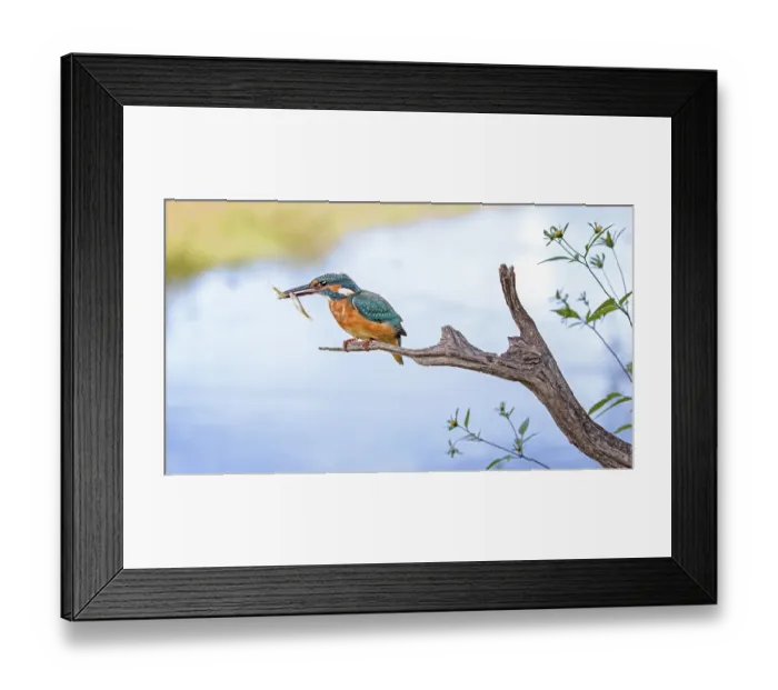 Framed Print : Common Kingfisher (Alcedo atthis) juvenile male carrying fish in bill Framed Print : Common Kingfisher (Alcedo atthis) juvenile male carrying fish in bill
