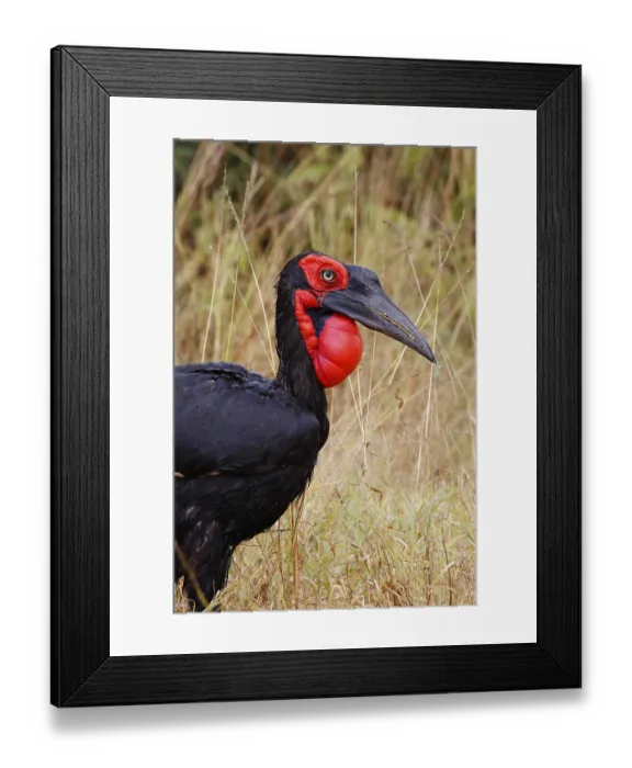 Framed Print : Southern Ground Hornbill, Bucorvus leadbeateri