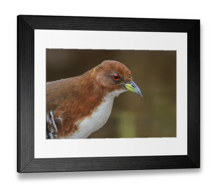 Framed Print : Red-and-white Crake (Laterallus leucopyrrhus) feeding in a marsh in the Atlantic rainforest of southeast Brazil