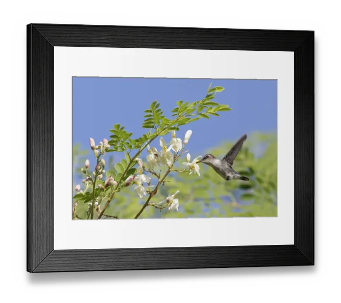 Framed Print : Bee Hummingbird (Mellisuga helenae) feeding at a flower in Cuba Framed Print : Bee Hummingbird (Mellisuga helenae) feeding at a flower in Cuba