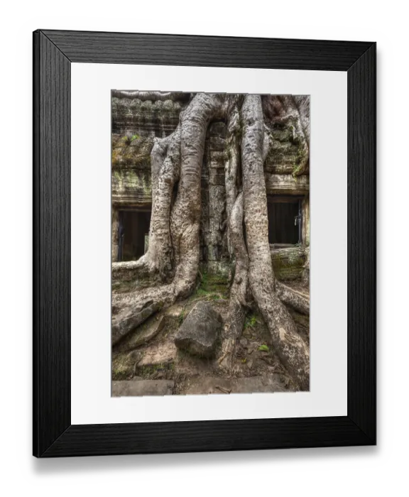 Framed Print : High dynamic range (hdr) image of ancient ruins with tree roots