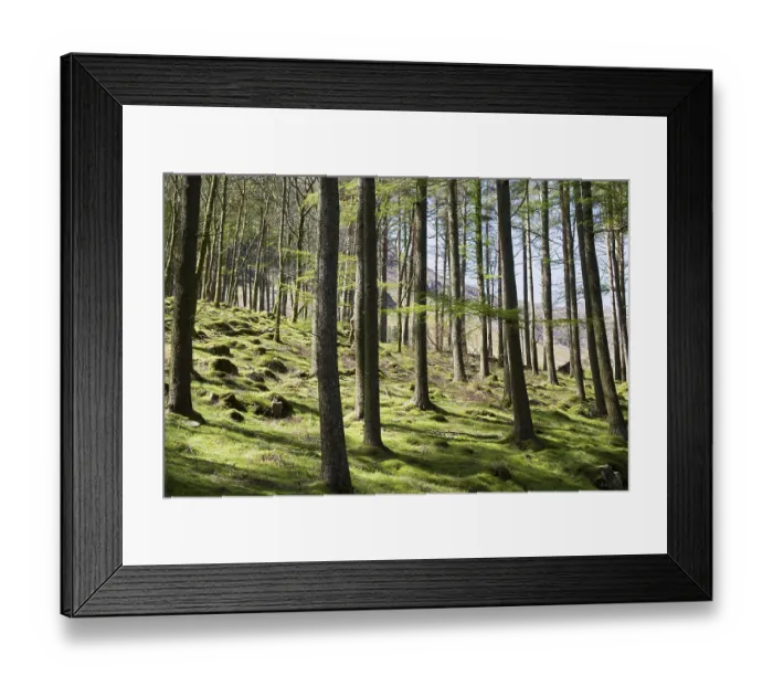 Framed Print : Woodland landscape tree trunks on the banks of Lake Buttermere