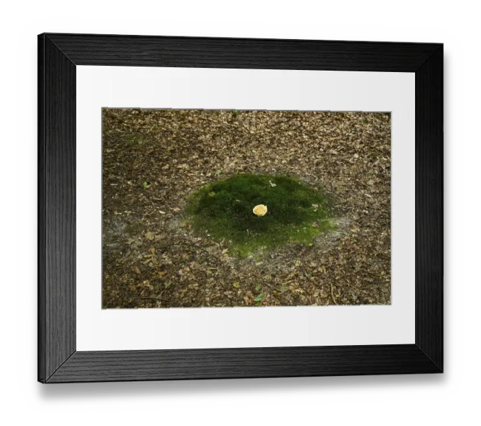 Framed Print : Fresh grave with rose, Friedwald