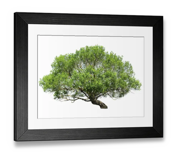 Framed Print : Natural tree isolated on white