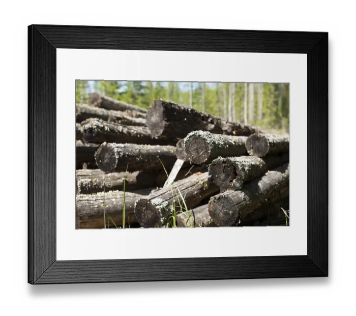 Framed Print : Pile of old mouldering sawn trees lost in the forest on a summer day close up view Framed Print : Pile of old mouldering sawn trees lost in the forest on a summer day close up view