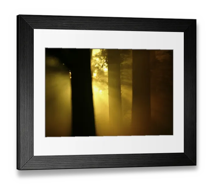 Framed Print : Sunbeams breaking through forest Framed Print : Sunbeams breaking through forest