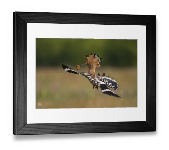 Framed Print : Eurasian Hoopoe (Upupa epops) flying with food in its beak Framed Print : Eurasian Hoopoe (Upupa epops) flying with food in its beak