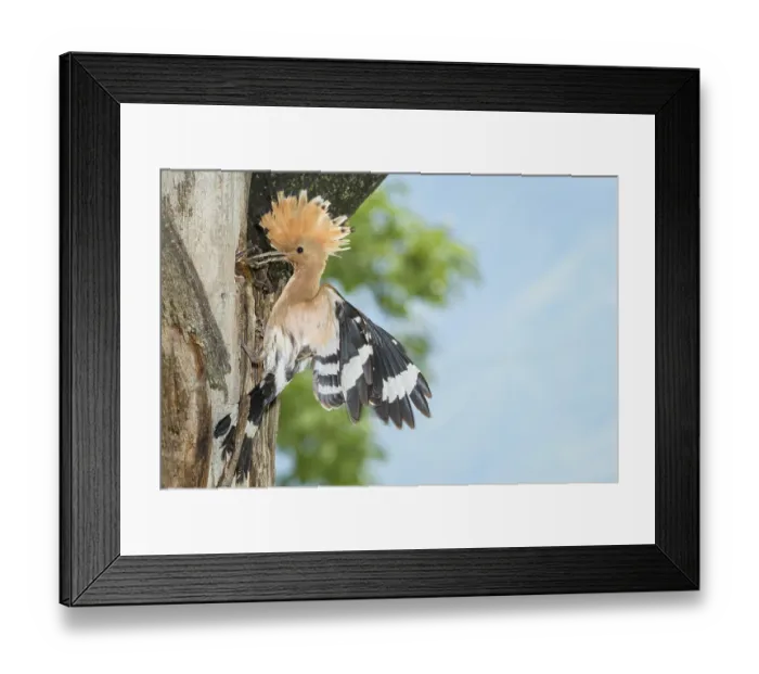 Framed Print : Eurasian Hoopoe (Upupa epops) feeding chick in nest hole