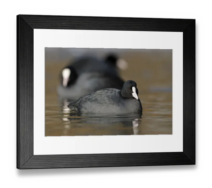Framed Print : Eurasian Coot (Fulica atra) group Framed Print : Eurasian Coot (Fulica atra) group