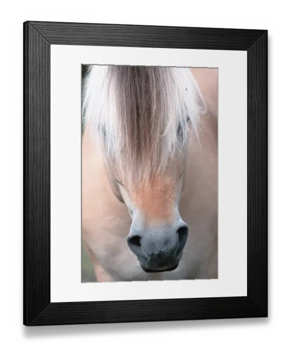 Framed Print : Fjord horse, Jotunheimen National Park