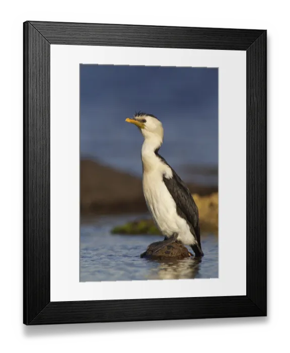 Framed Print : Little Pied Cormorant (Microcarbo melanoleucos)