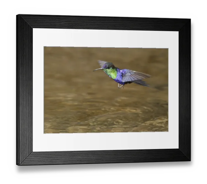 Framed Print : Crowned Woodnymph (Thalurania colombica)