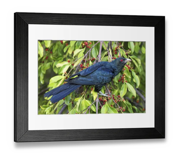 Framed Print : Asian Koel (Eudynamys scolopaceus) male Framed Print : Asian Koel (Eudynamys scolopaceus) male