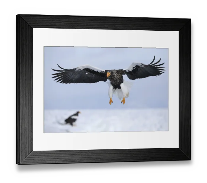 Framed Print : Steller's Sea Eagle (Haliaeetus pelagicus) flying Framed Print : Steller's Sea Eagle (Haliaeetus pelagicus) flying