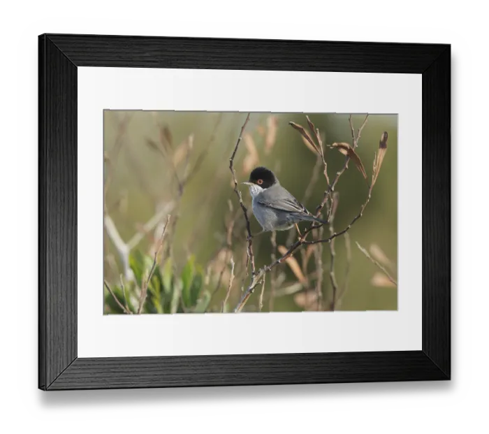 Framed Print : Cyprus Warbler (Sylvia melanothorax) male