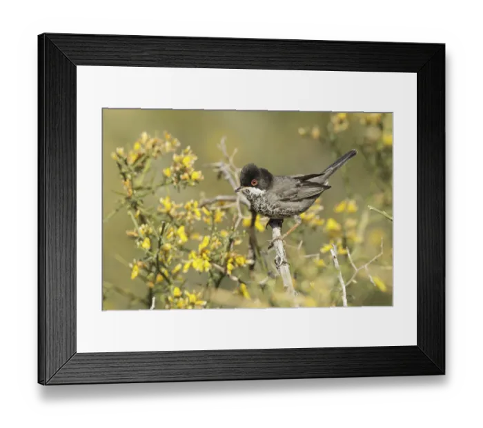 Framed Print : Cyprus Warbler (Sylvia melanothorax) male